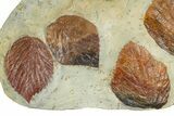Wide Plate with Seven Fossil Leaves (Four Species) - Montana #377865-3